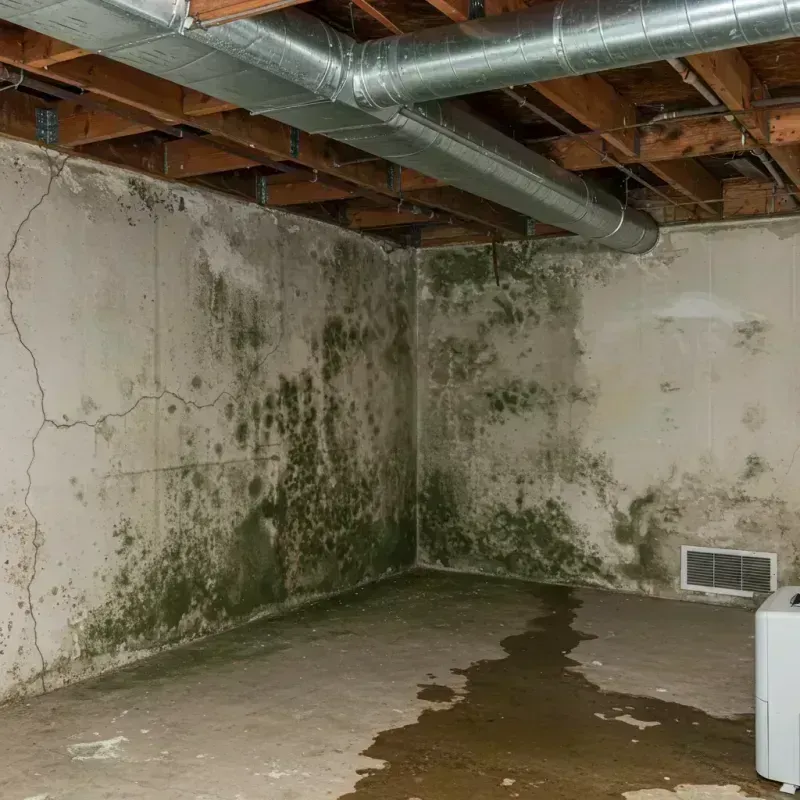 Professional Mold Removal in Clinton, ME